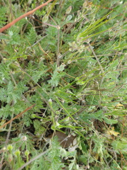 Erodium cicutarium