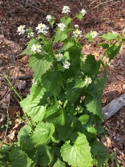 Alliaria petiolata