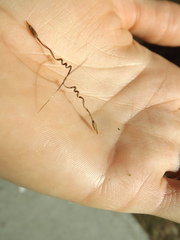 Erodium cicutarium