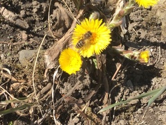 Tussilago farfara