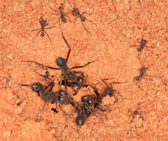 Atta insularis