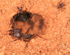 Atta insularis