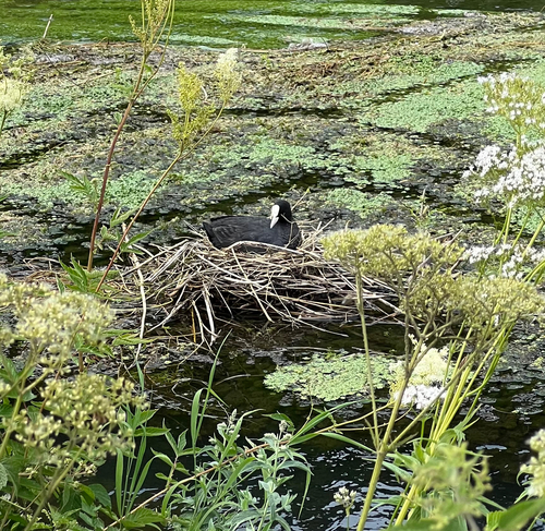 Eurasian Coot