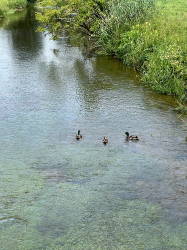 Mallard