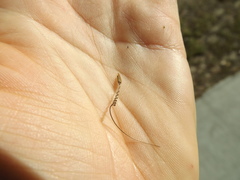 Erodium cicutarium