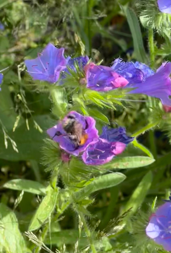 Common Carder Bumble Bee