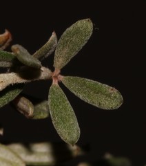 Indigofera "sclerophylla"