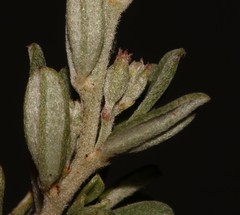 Indigofera "sclerophylla"