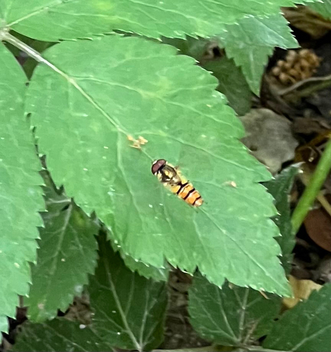 Marmalade Hover Fly