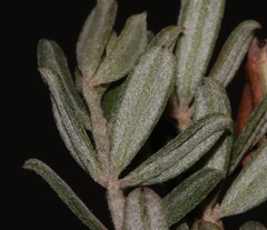 Indigofera "sclerophylla"