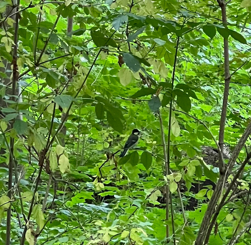 Great Tit