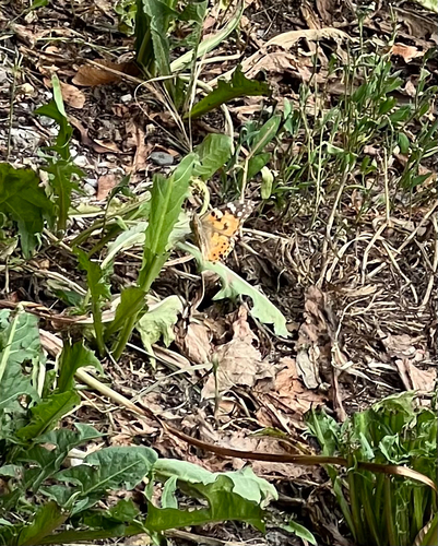 Painted Lady