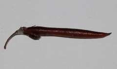 Indigofera "sclerophylla"
