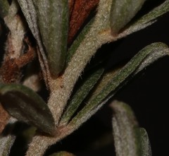 Indigofera "sclerophylla"
