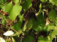 Coryacris angustipennis