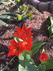 Tulipa