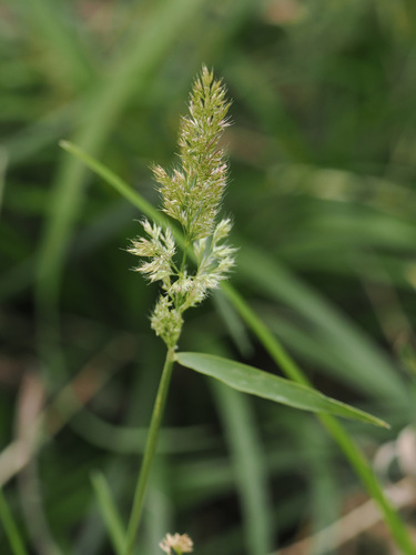 Polypogon fugax observed 2026-06-29