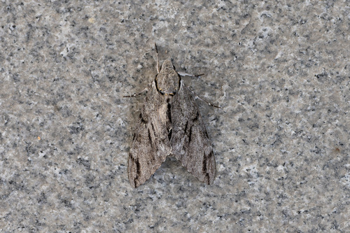 Plain grey hawkmoth