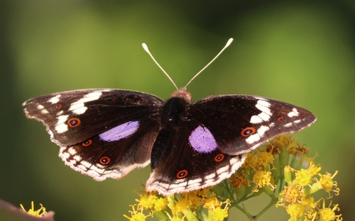 Blue-spot Pansy