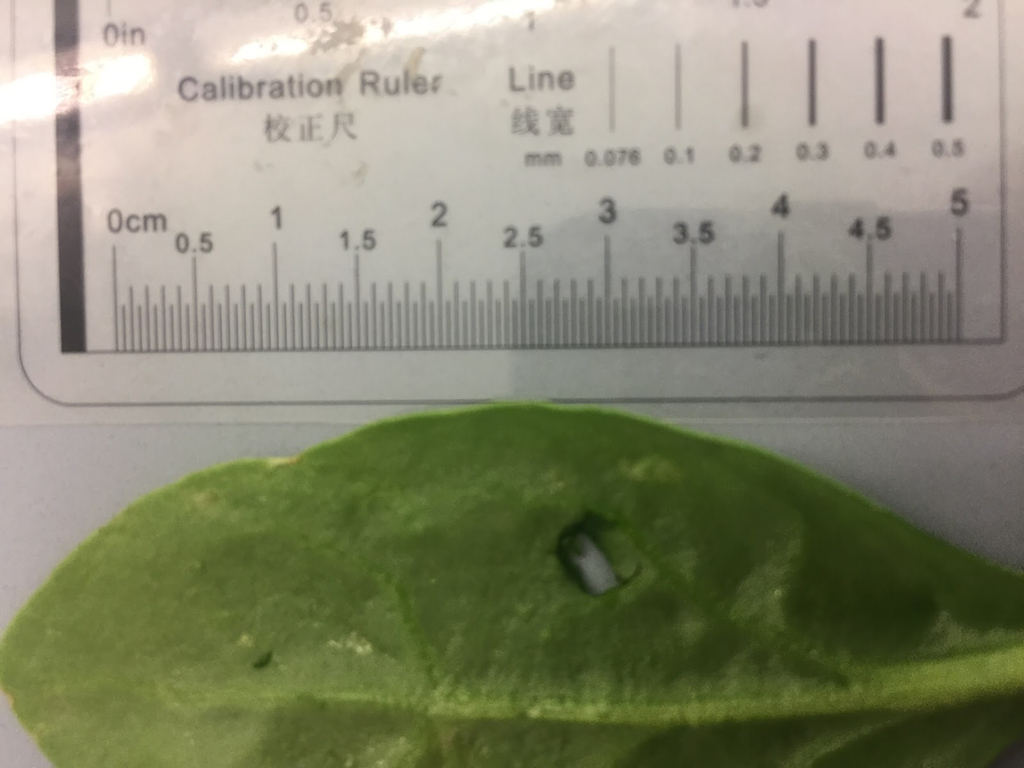 Spinach