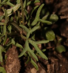 Oxalis bifurca bifurca