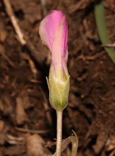 Image of Oxalis bifurca by (c) Brian du Preez, some rights reserved (CC BY-SA)