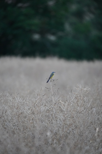 Western Yellow Wagtail