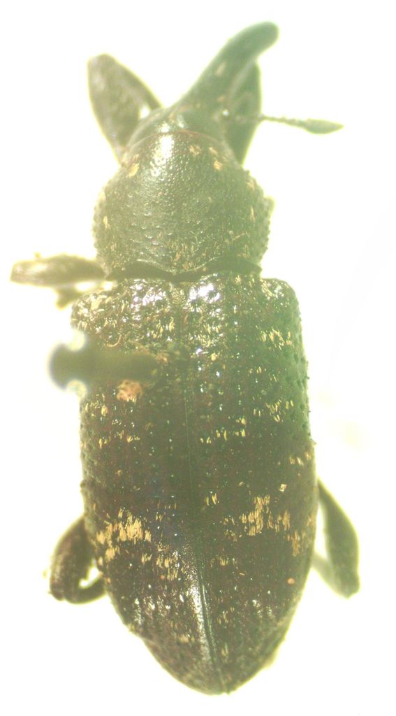 Heilipodus unifasciatus
