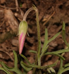 Oxalis bifurca bifurca