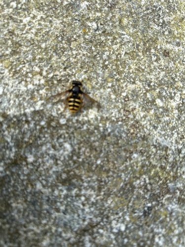 Yellow-barred Peat Hover Fly