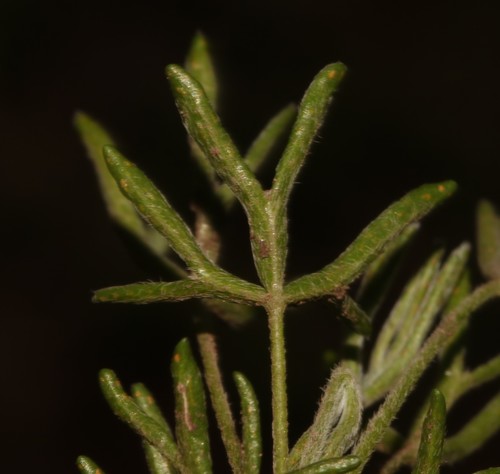 Image of Why Sorrel (Oxalis bifurca) by (c) Brian du Preez, some rights reserved (CC BY-SA)