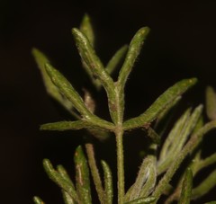 Oxalis bifurca bifurca