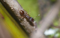 Tetramorium erectum