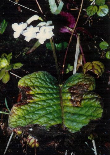 Streptocarpus confusus ssp. lebomboensis