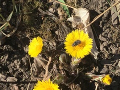 Tussilago farfara