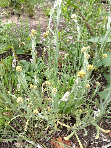 Jersey Cudweed