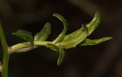 Wahlenbergia grandiflora