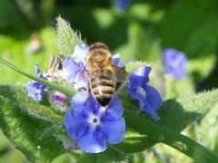 Apis mellifera