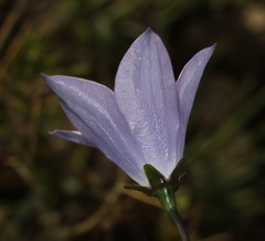 Wahlenbergia grandiflora
