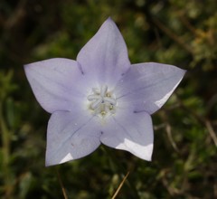 Wahlenbergia grandiflora