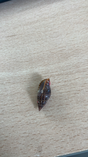 Pisania pusio, 2026-06-29