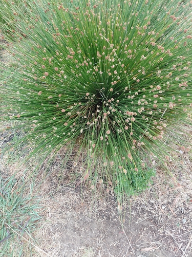 Eleocharis montevidensis observed 2026-06-30