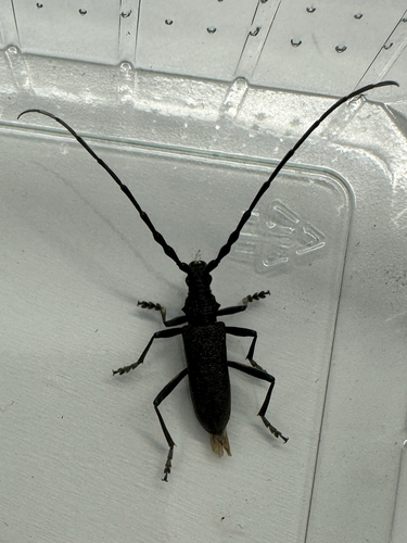 Kleiner Eichenbock