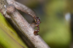 Tetramorium erectum