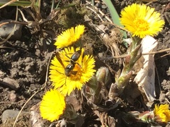 Tussilago farfara