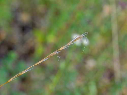 Helictochloa pratensis observed 2026-06-29
