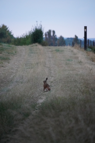 Brown Hare