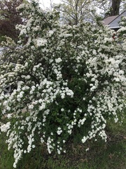 Spiraea × vanhouttei