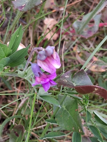 Bitter Vetch