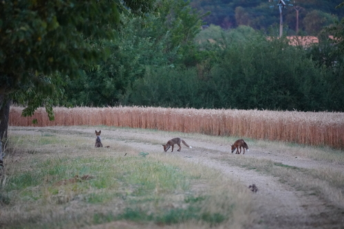Red Fox